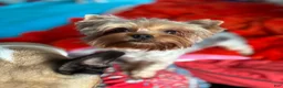 Mixed Breed dogs for sale: Mixed Breed Puppy 1 - Ad 9