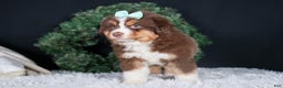 Miniature Australian Shepherd dogs for sale: SHADOW - Ad 2