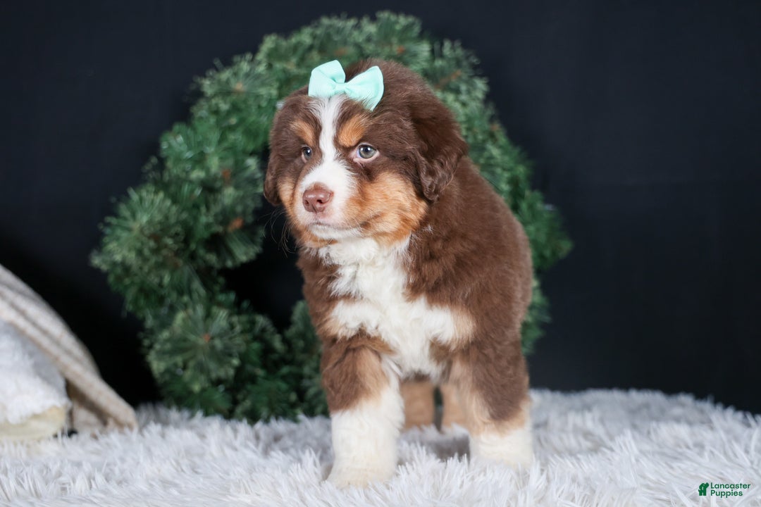 Miniature Australian Shepherd dogs for sale: SHADOW - Ad 2