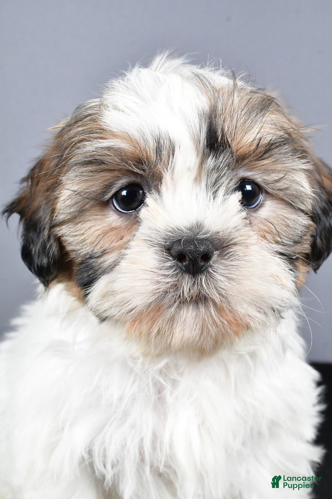 Shih Tzu dogs for sale: Lilly - Ad 8