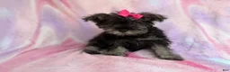Miniature Schnauzer dogs for sale: Phoebe - Ad 6