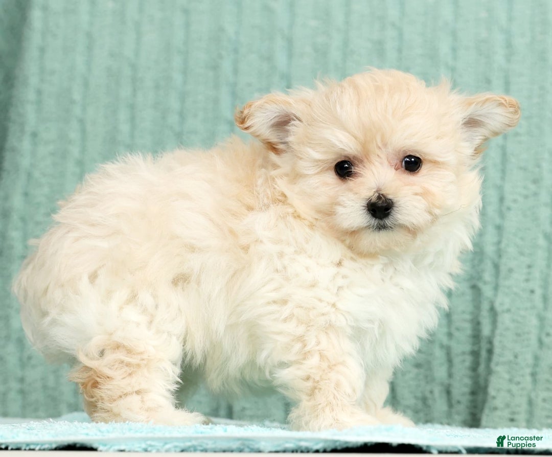 Pomapoo dogs for sale: Tammy - Ad 5