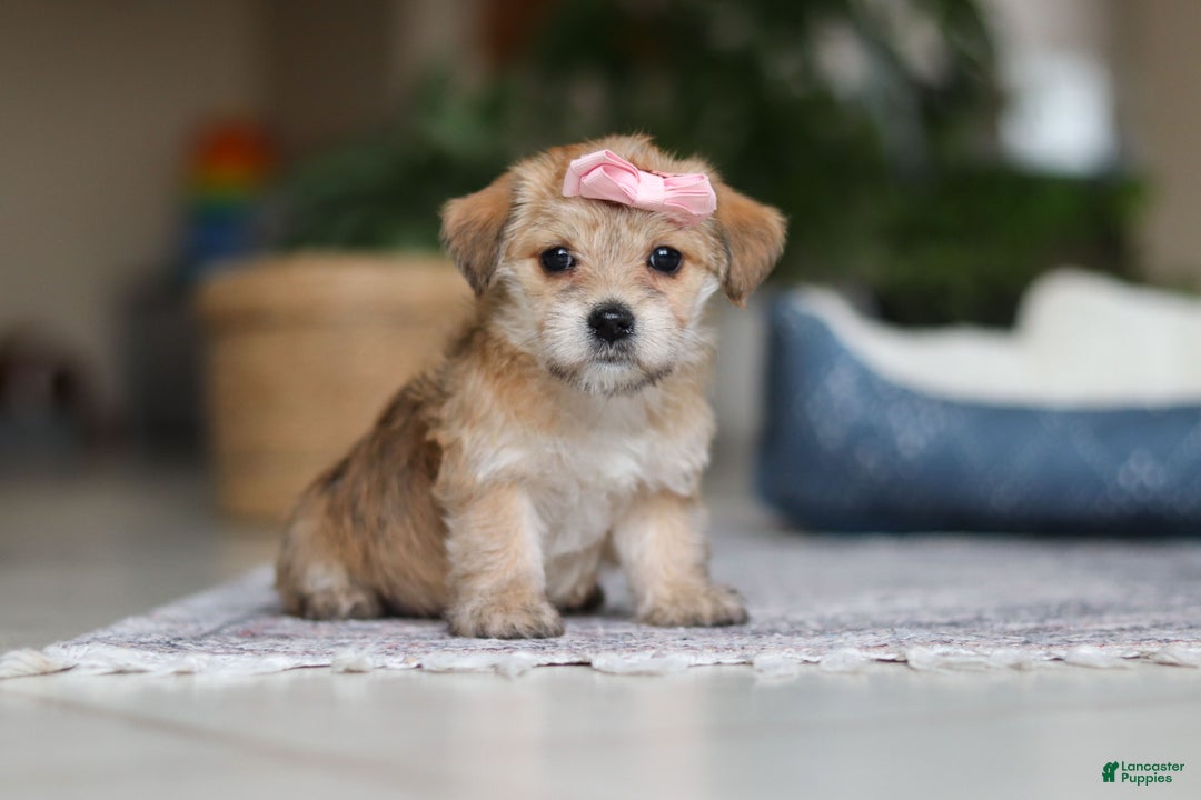 Morkie dogs for sale: Ina - Ad 9