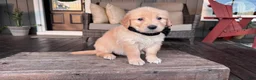Golden Retriever dogs for sale: AKC Miss Bella - Ad 3