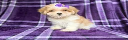 Lhasa Apso dogs for sale: Tessa - Ad 7