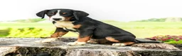 Greater Swiss Mountain Dog dogs for sale: Hartman - Ad 3