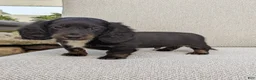 Miniature Dachshund dogs for sale: Frankie  - Ad 4