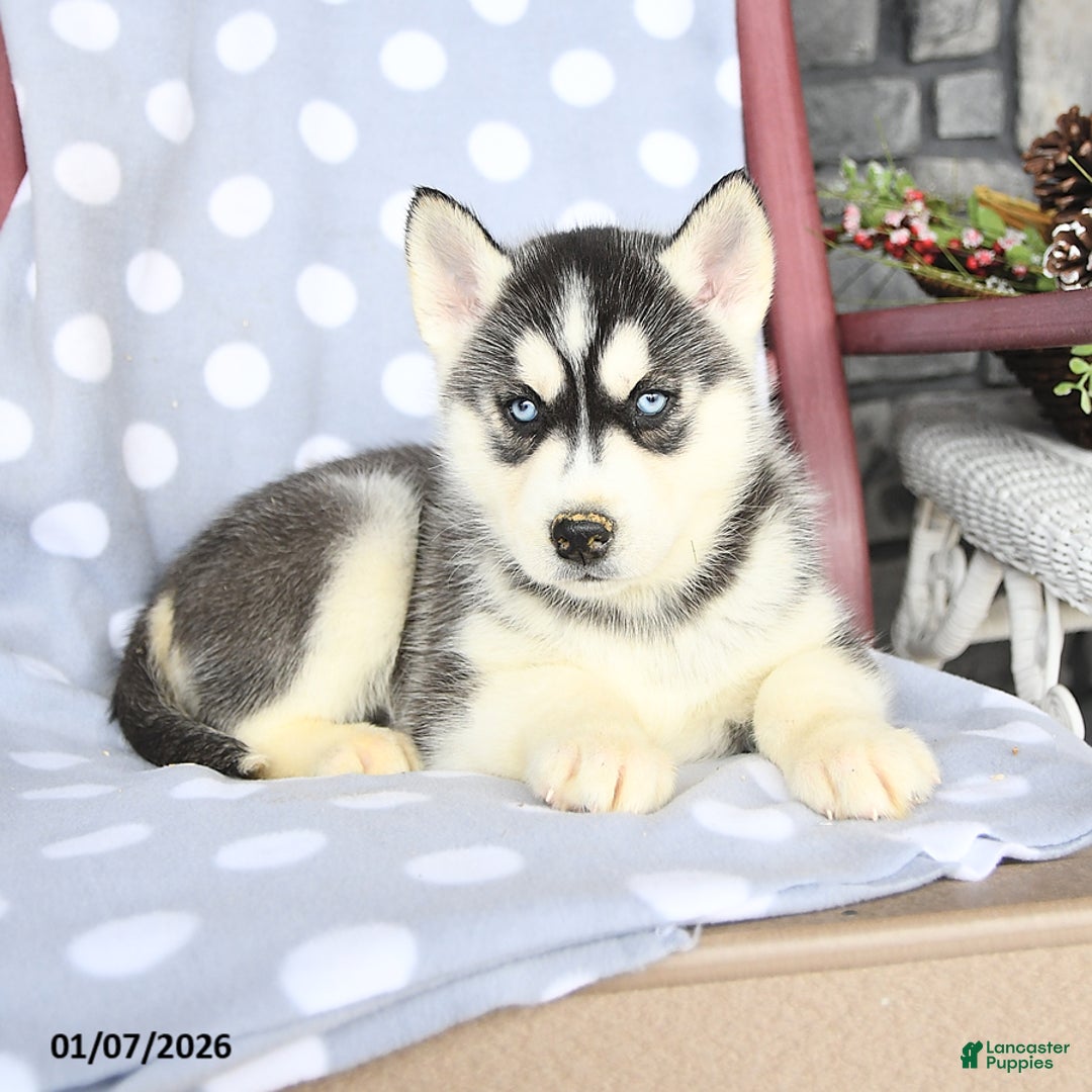 Siberian Husky dogs for sale: Abel - Ad 1