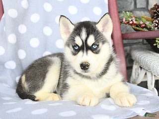 Siberian Husky dogs Abel - Ad 14