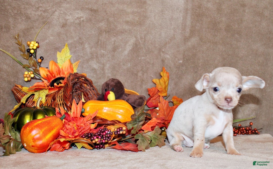 Chihuahua dogs for sale: Oni - Ad 1