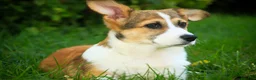 Welsh Corgi Pembroke dogs for sale: Cap'n Crunch Welsh Corgi Pembroke  - Ad 4
