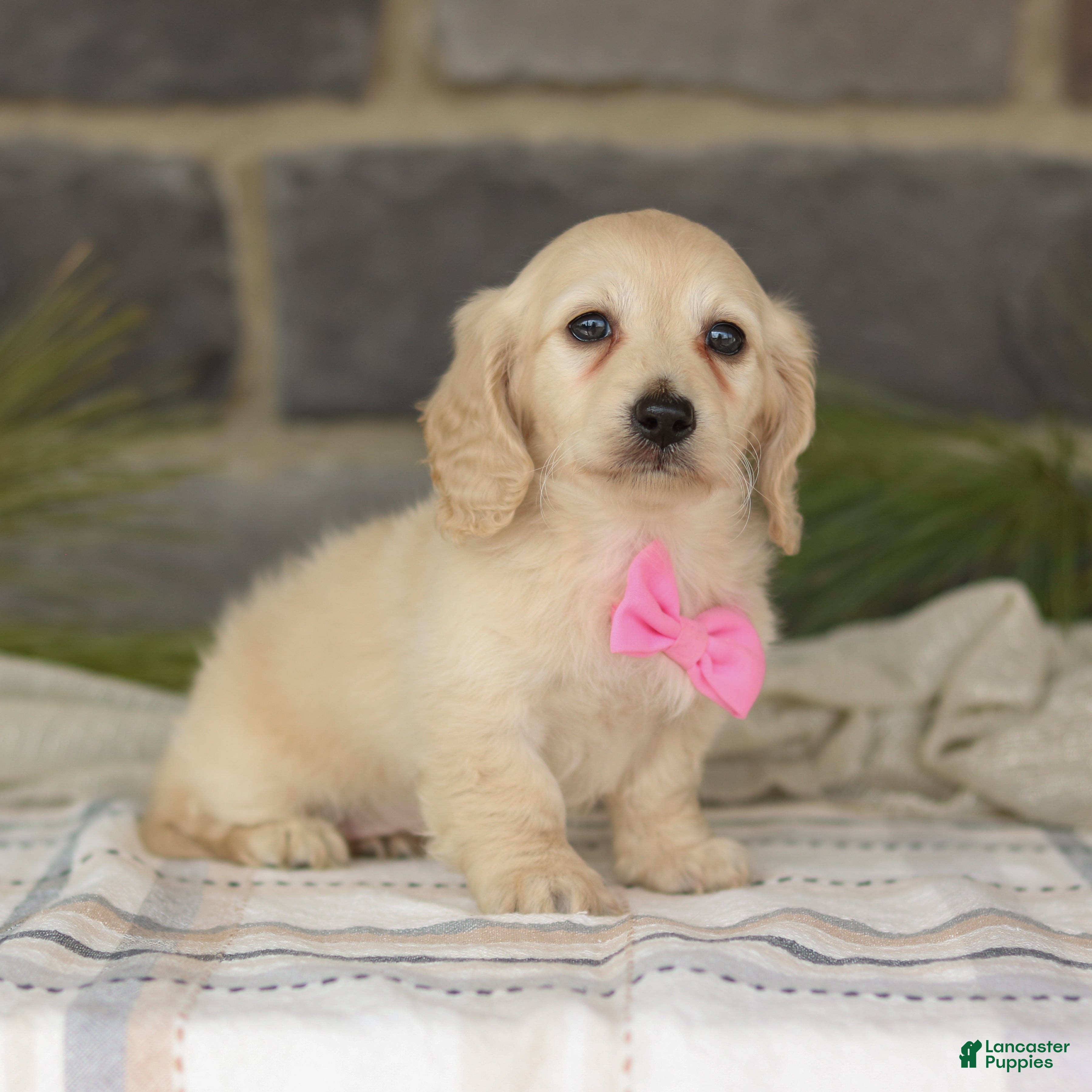 Miniature Dachshund dogs Bella  - Ad 2