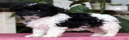 Havanese dogs for sale: Abbie - Ad 5