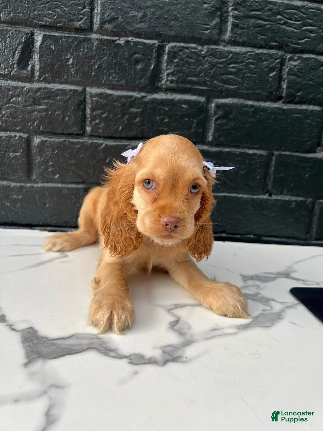 Cocker Spaniel dogs for sale: 🤍 Pearl 🤍 - Ad 2