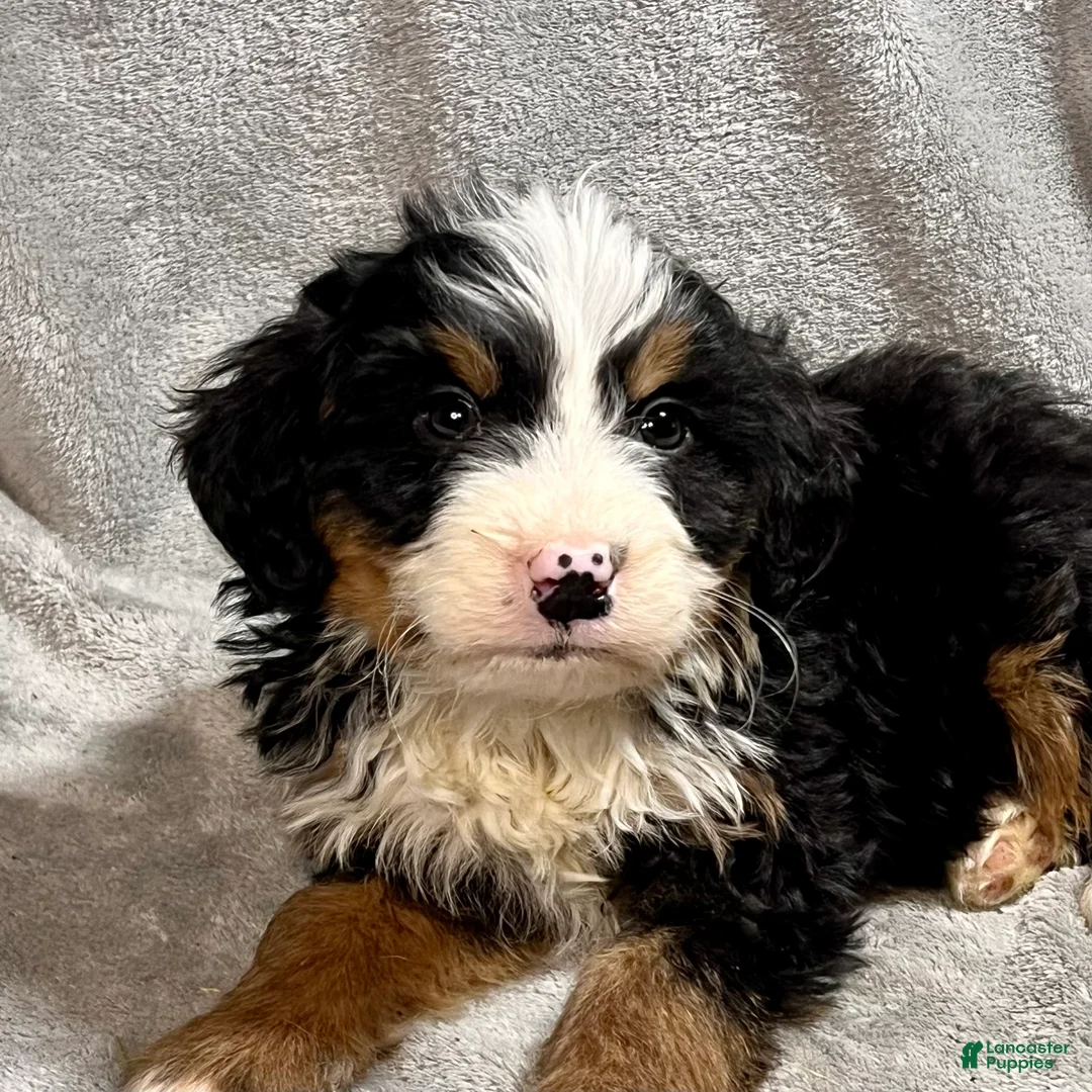 Bernedoodle dogs for sale: Maverick - Ad 3