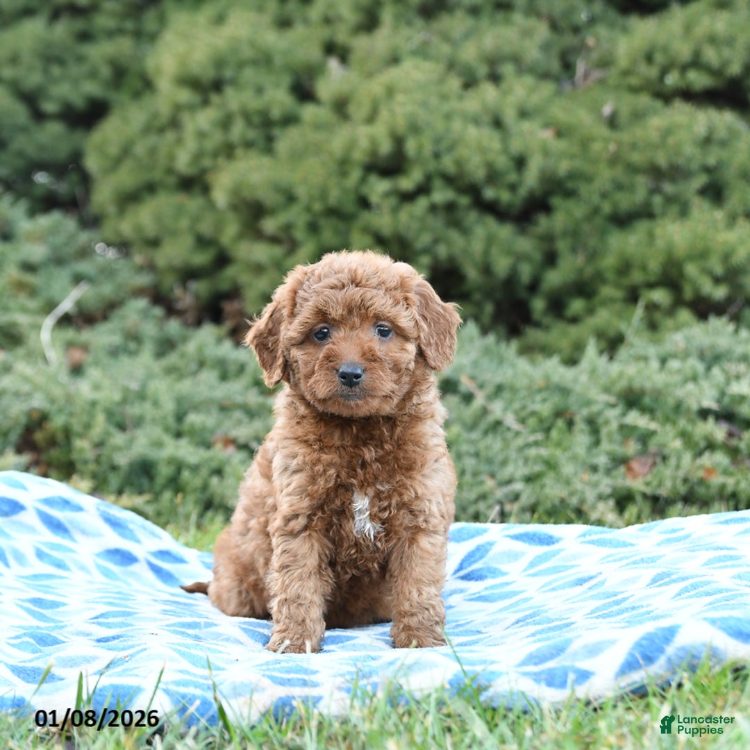 Mini Goldendoodle dogs for sale: Saffron - Ad 5