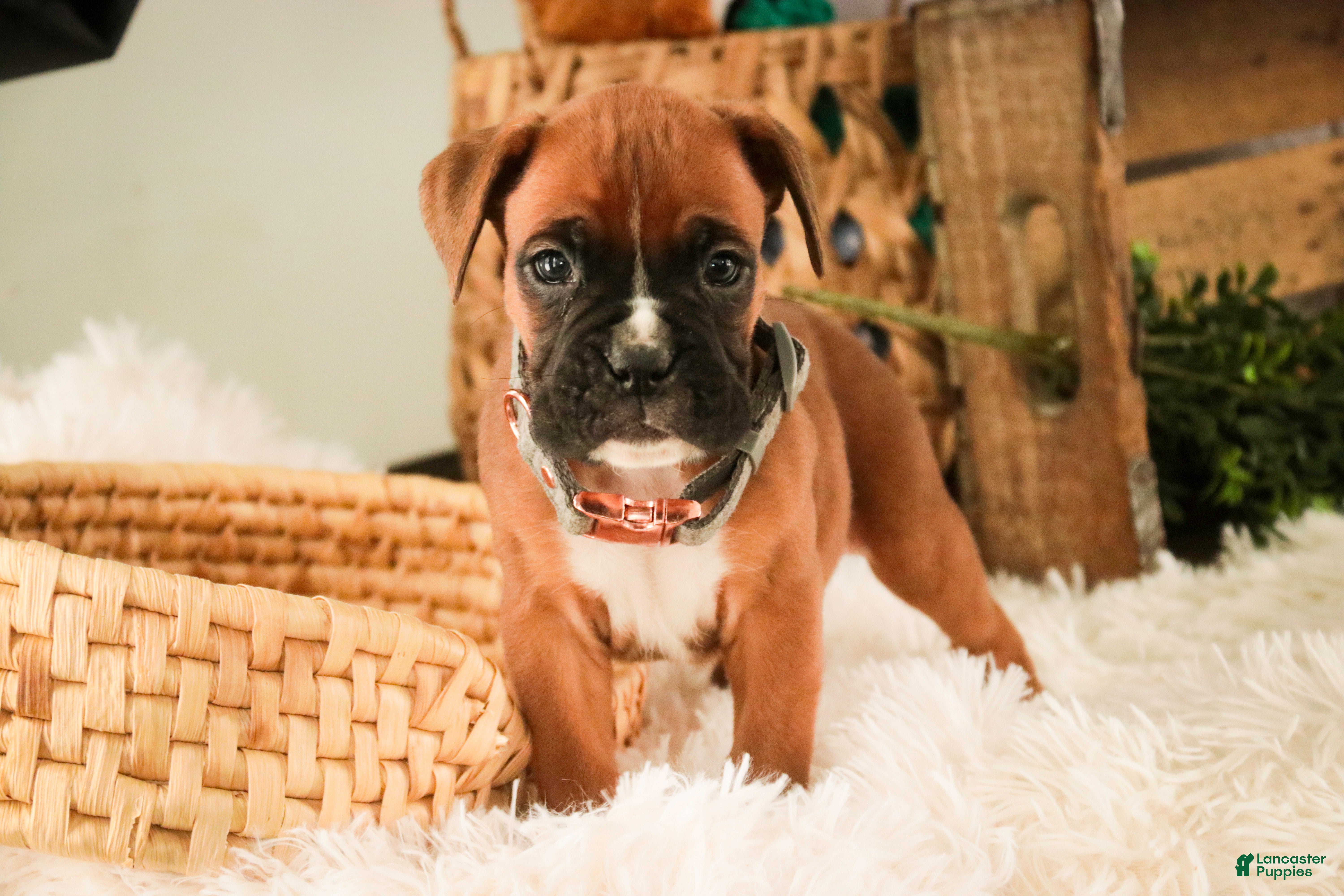 Boxer dogs Espresso - Ad 28