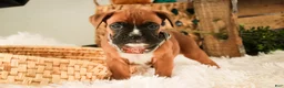 Boxer dogs for sale: Espresso - Ad 1