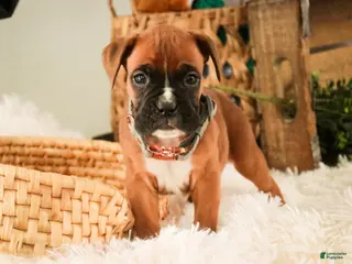 Boxer dogs Espresso - Ad 28