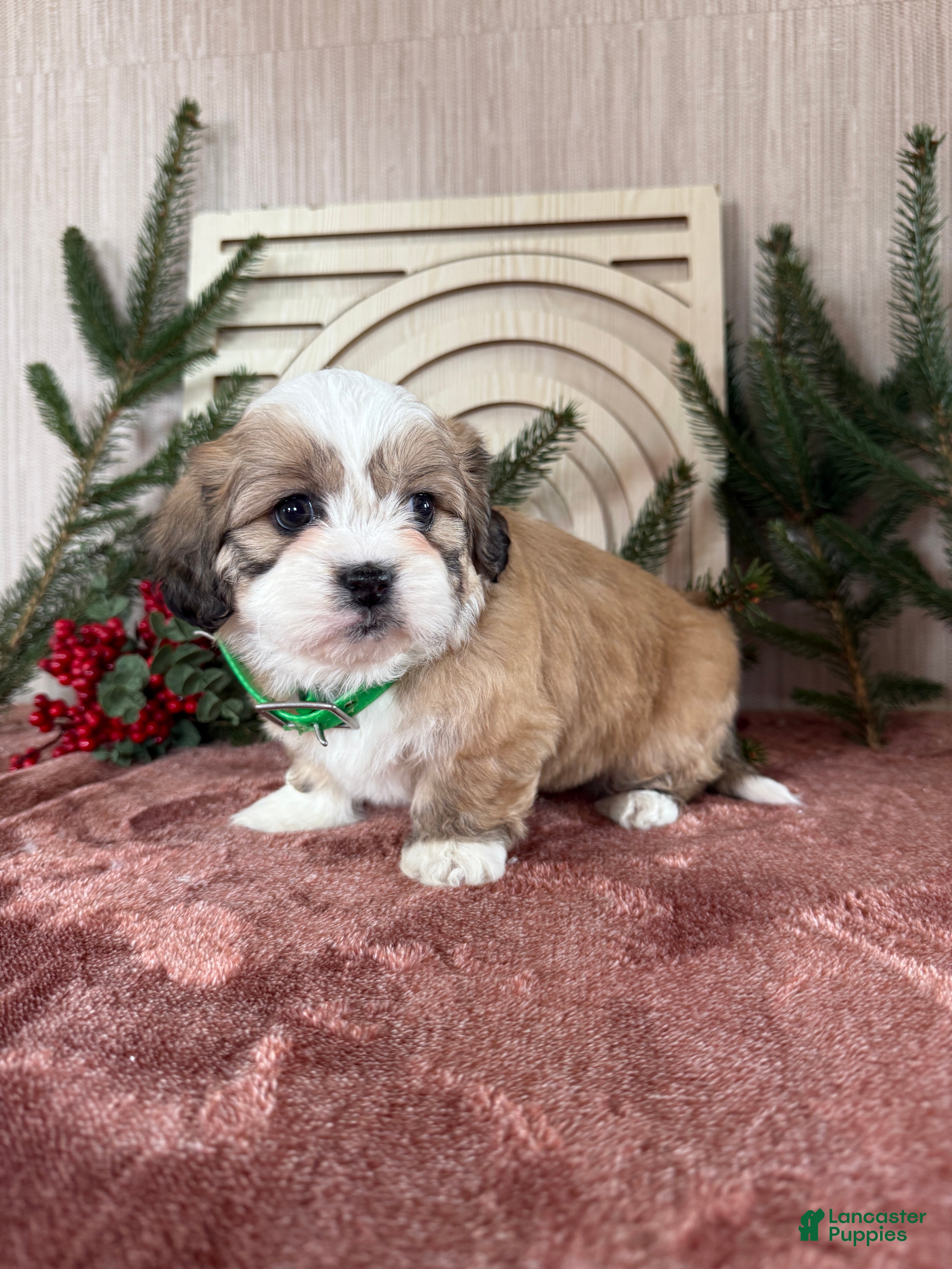 Teddy Bear dogs Sara - Ad 21