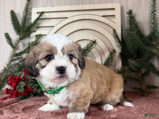 Teddy Bear dogs Sara - Ad 6