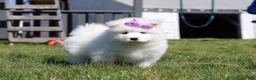 Samoyed dogs for sale: Aurora - Ad 14