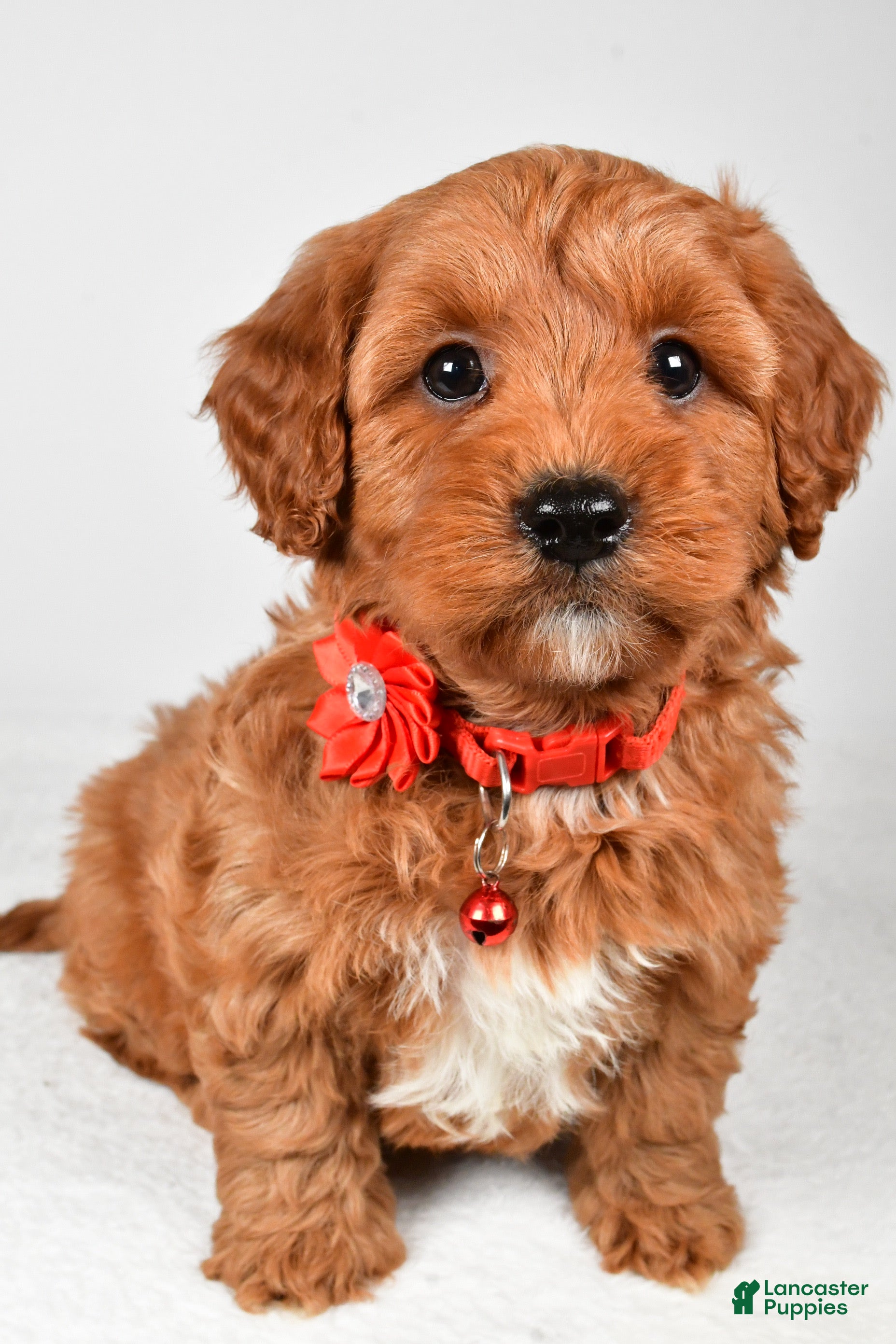 Cavapoo dogs Tyler - Ad 7