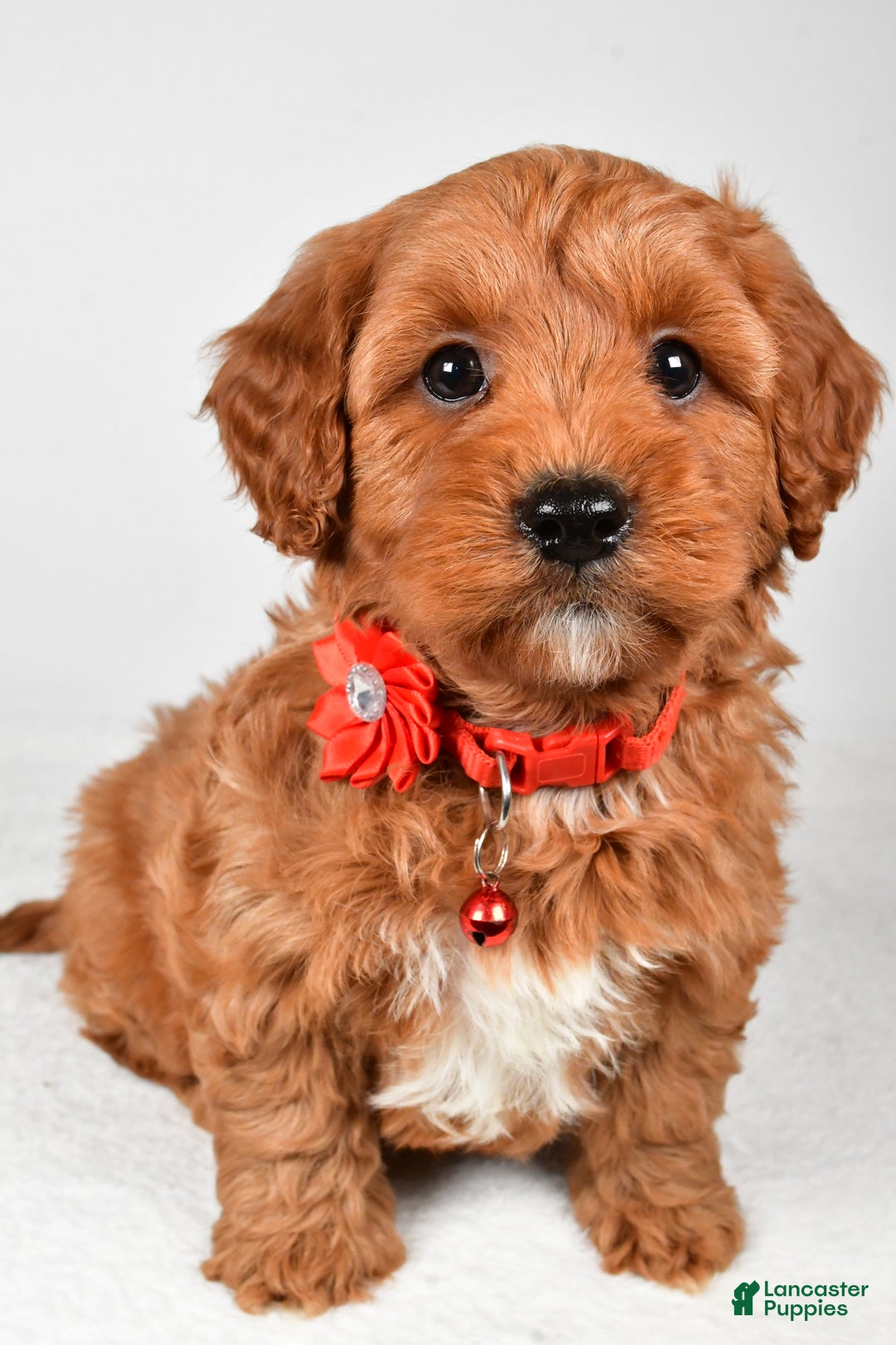 Cavapoo dogs for sale: Tyler - Ad 1