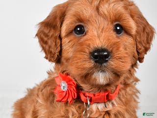 Cavapoo dogs Tyler - Ad 28
