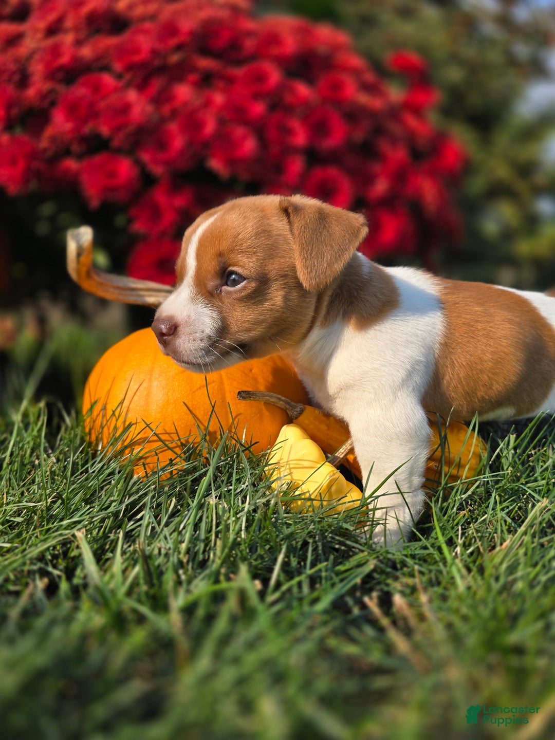 Jack Russell Terrier dogs for sale: Max - Ad 8