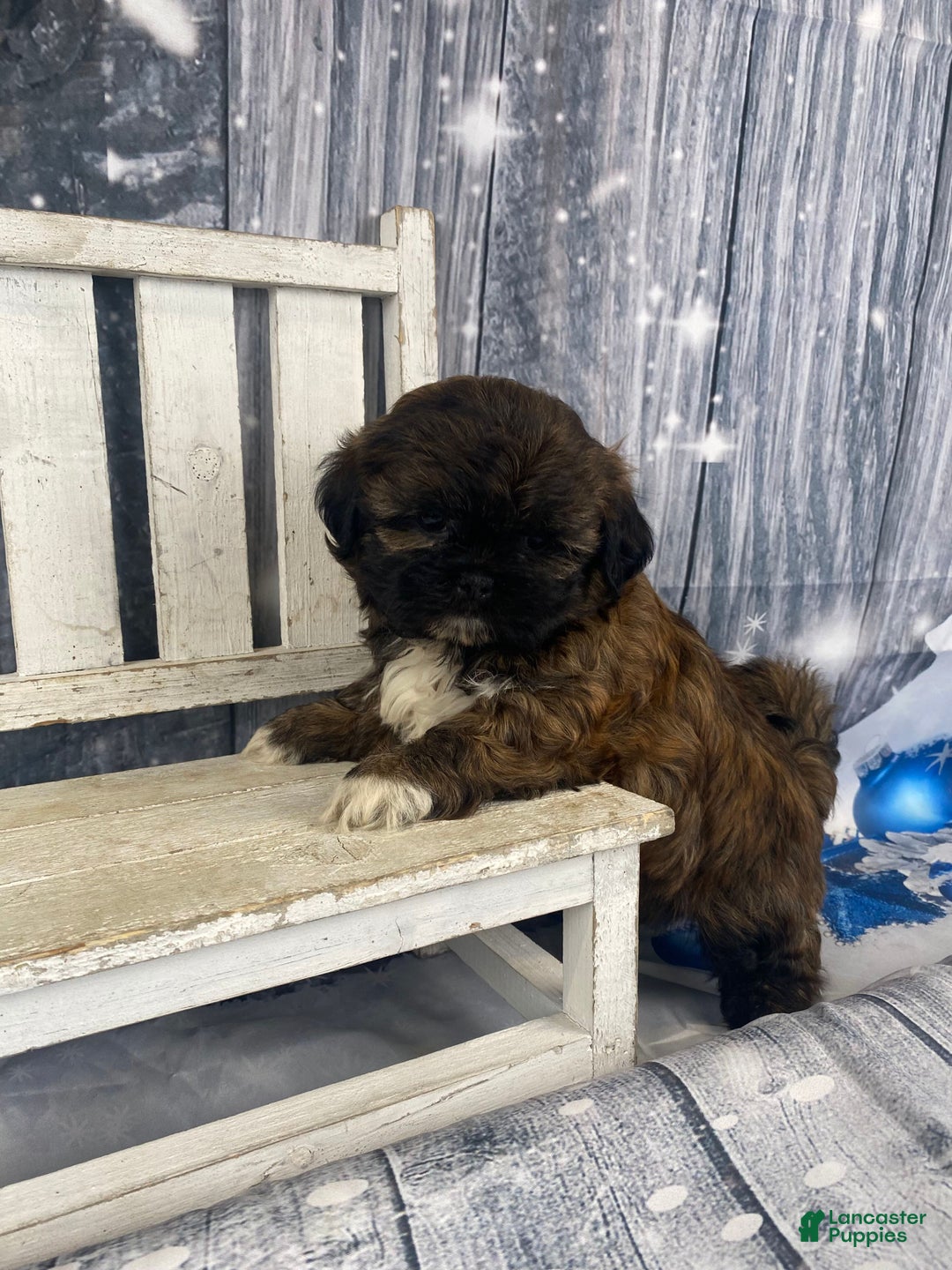 Shih Tzu dogs for sale: Buttons - Ad 3