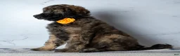 Goldendoodle dogs for sale: Ms. Cappuccino - Chocolate Phantom Merle Goldendoodle - Ad 4