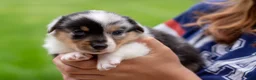Mixed Breed dogs for sale: Jasper  - Ad 1