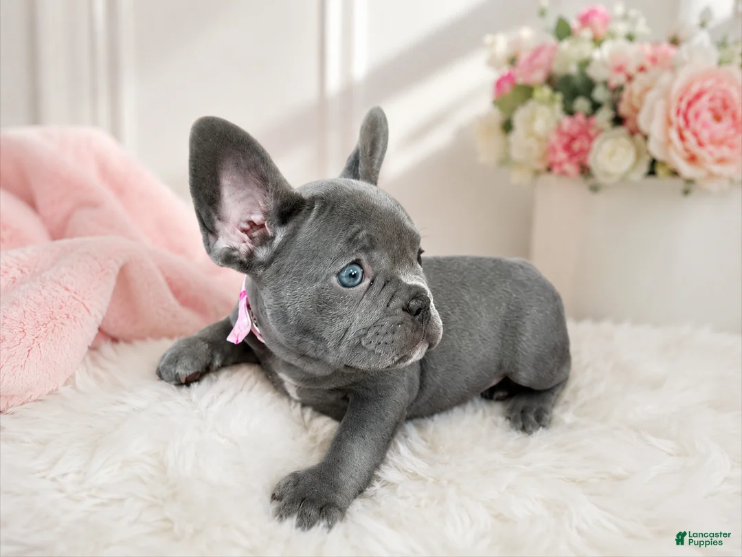 French Bulldog dogs for sale: Marshmallow  - Ad 4