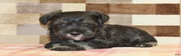 Miniature Schnauzer dogs for sale: Lucky - Ad 3