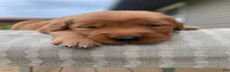 Golden Retriever dogs for sale: Jinx - Ad 7