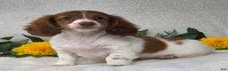 Miniature Dachshund dogs for sale: Jace - Ad 2