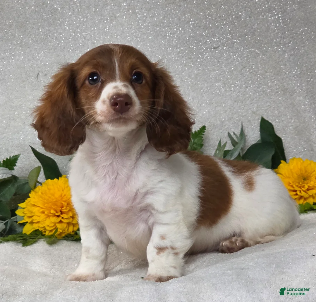 Miniature Dachshund dogs for sale: Jace - Ad 2