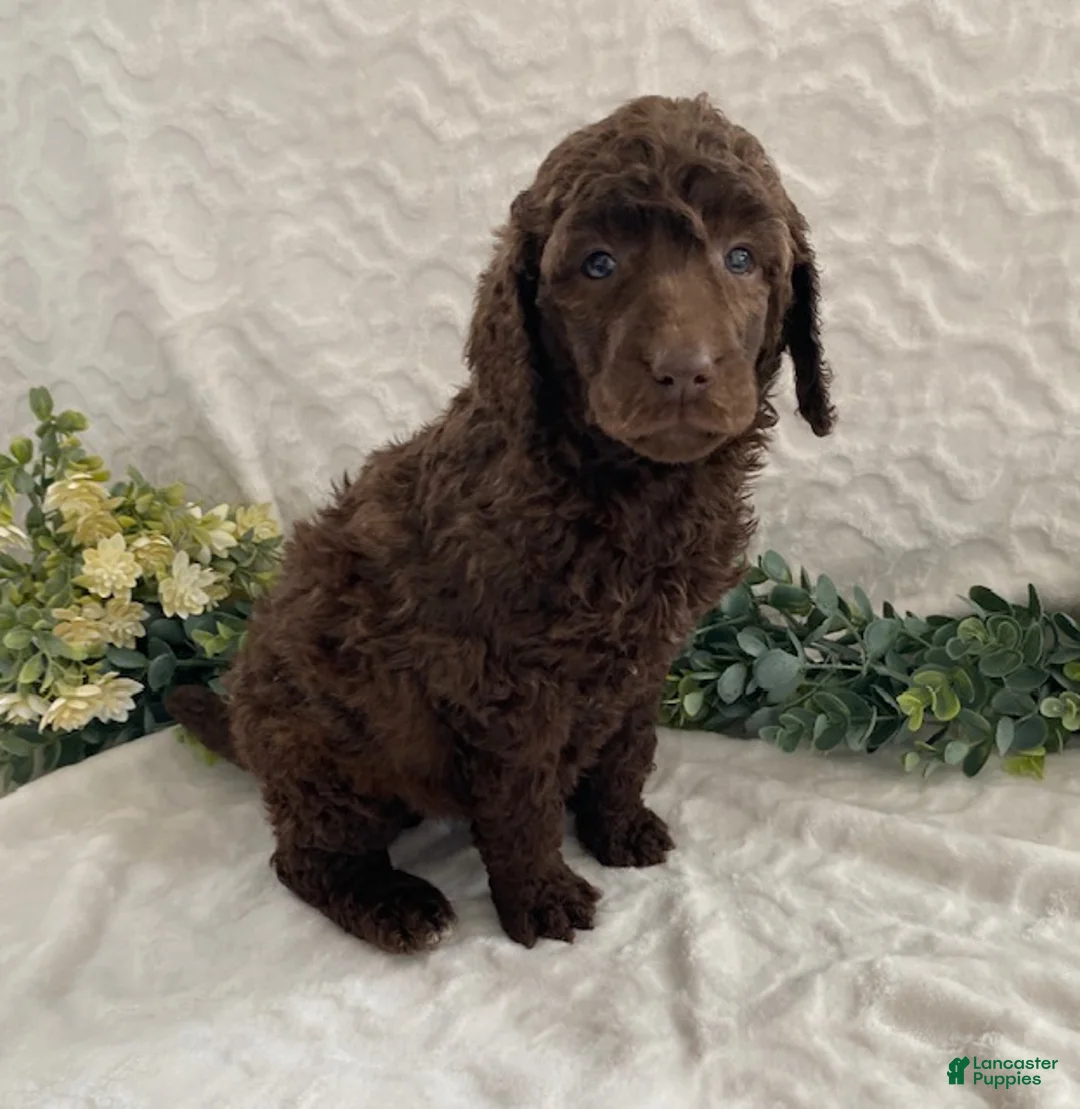 Standard Poodle dogs for sale: Kassie- genetic clear - Ad 4