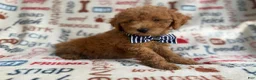 Mini Goldendoodle dogs for sale: Luke - Ad 2