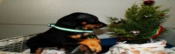 Miniature Pinscher dogs for sale: Miniature Pinscher Puppy 1 Tommy - Ad 3