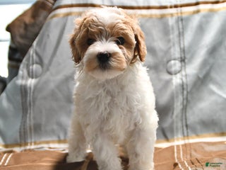 Goldendoodle dogs Maggie - Ad 20