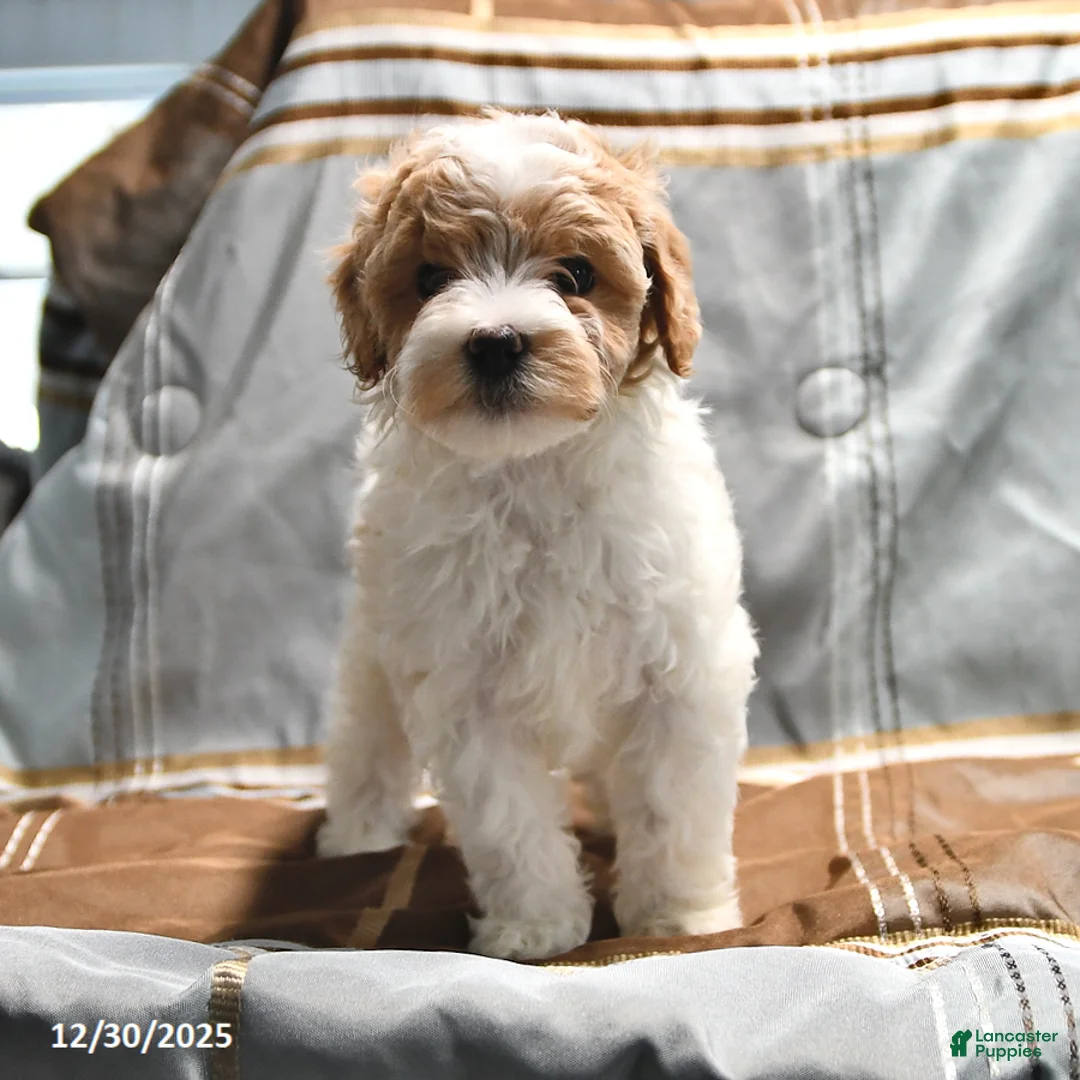 Goldendoodle dogs for sale: Maggie - Ad 6