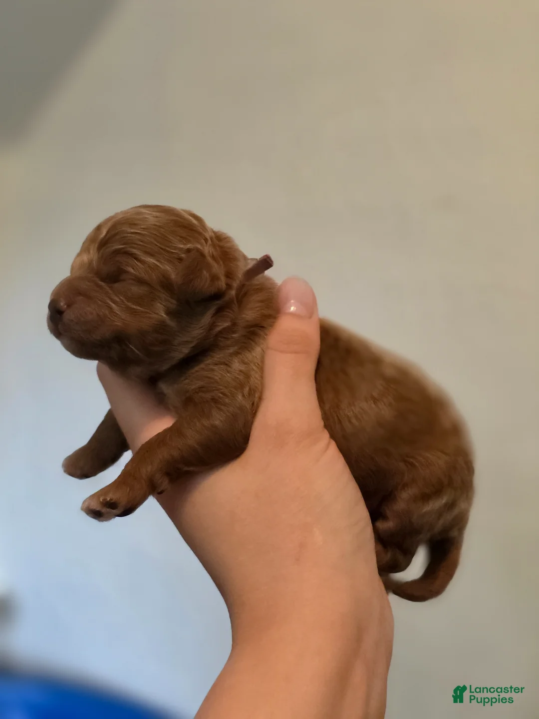 Mini Goldendoodle dogs for sale: Tiffany - Ad 2