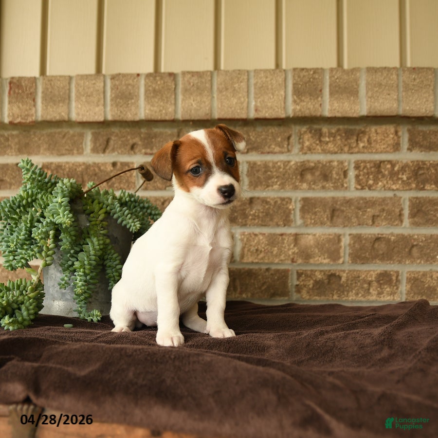 Jack Russell Terrier dogs Rasta - Ad 2