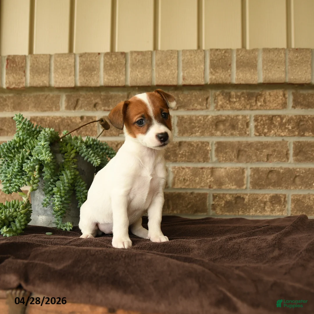 Jack Russell Terrier dogs for sale: Rasta - Ad 2