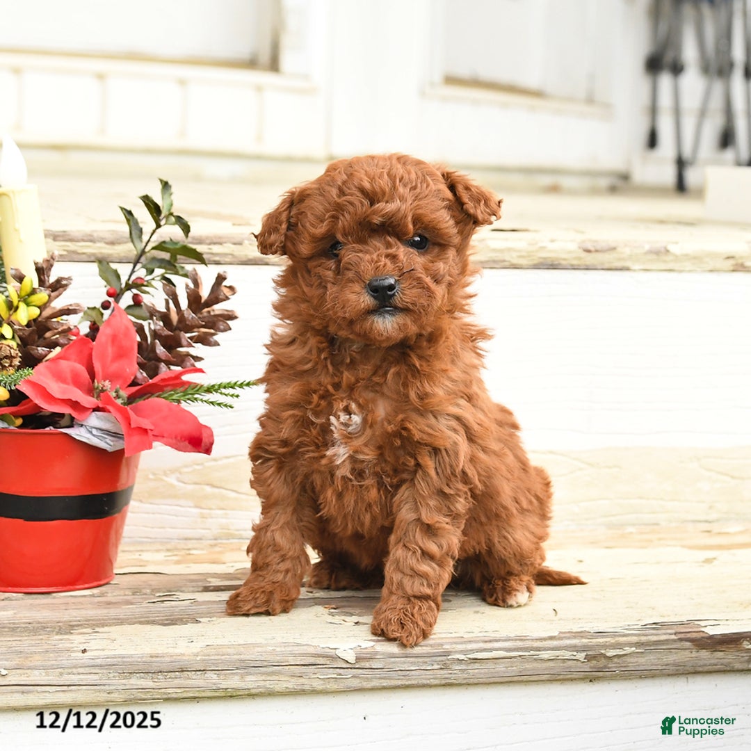 Miniature Labradoodle dogs for sale: Amber - Ad 4