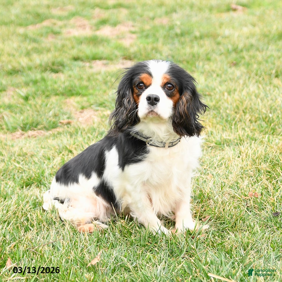 Cavalier King Charles Spaniel dogs for sale: Abby - Ad 2