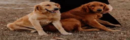 Golden Retriever dogs for sale: Golden Retriever 3 - Ad 3