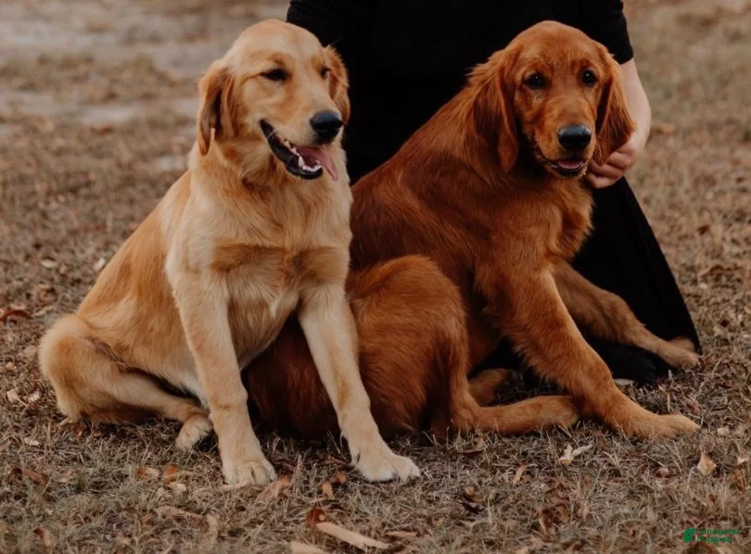 Golden Retriever dogs for sale: Golden Retriever 3 - Ad 3